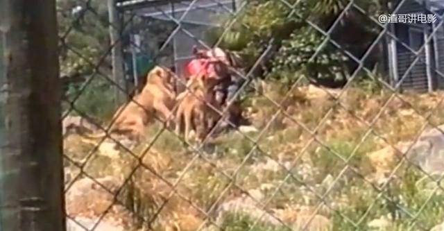 真实纪录片，拍下饲养员被两只狮子分食的过程，现场惨叫声不断(人录像视频)